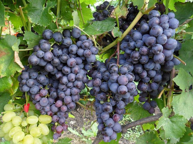 Лучшие сорта винограда для выращивания в Сибири с описанием,характеристикой и отзывами