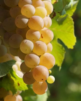 Сорта Белого Винограда Фото