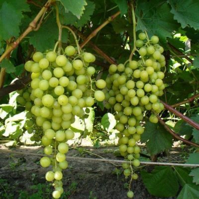 Сорт винограда Тукай