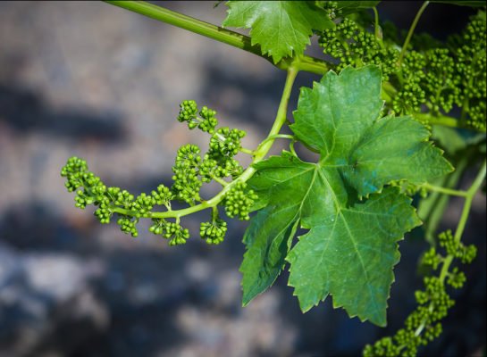 Как выращивать виноград в средней полосе россии из черенков?