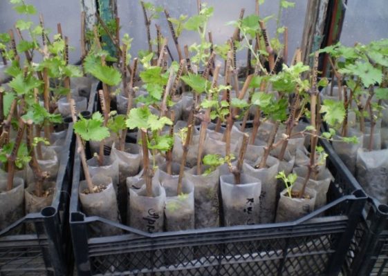 Саженцы винограда с закрытой корневой системой
