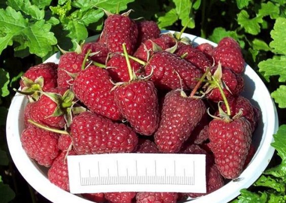 Крупные ягоды с плотной мякотью