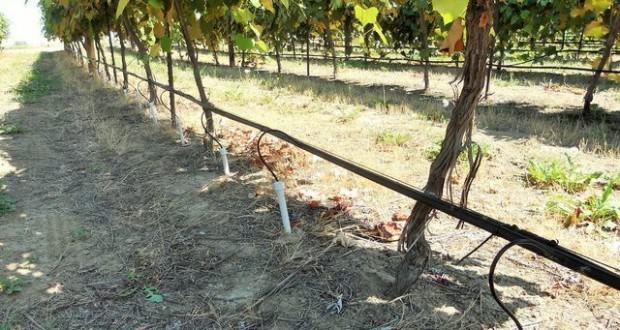 Дренажные трубы для винограда
