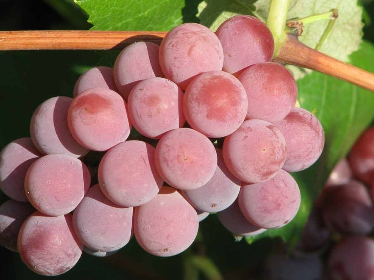 виноград розовый мускат фото