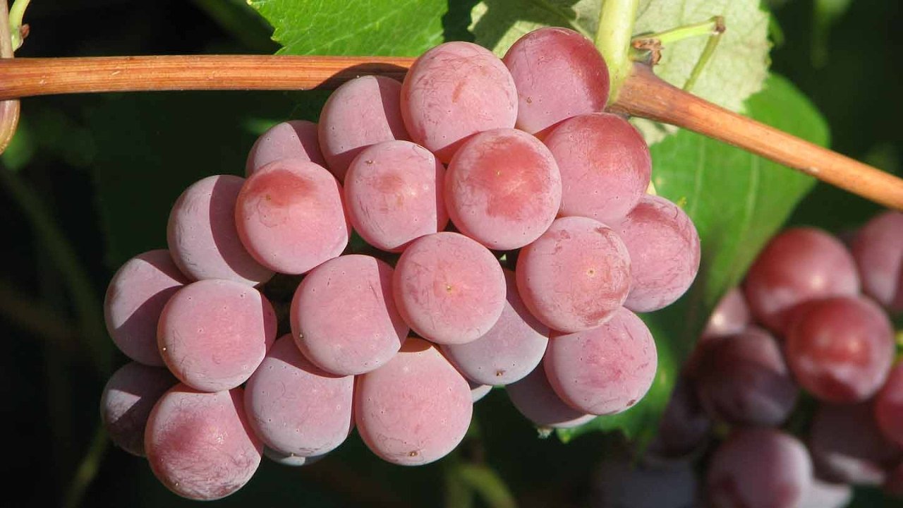 Лучшие сорта розового винограда