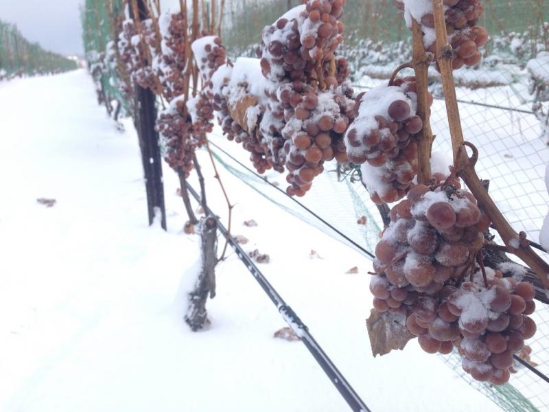 как защитить виноград от морозов зимой