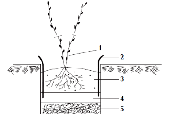 Схема посадки малины