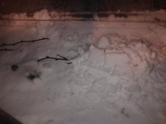 Зимовка винограда под снегом