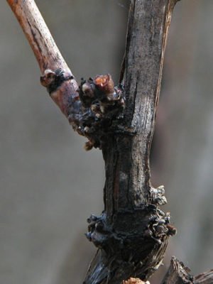 Виноград весной