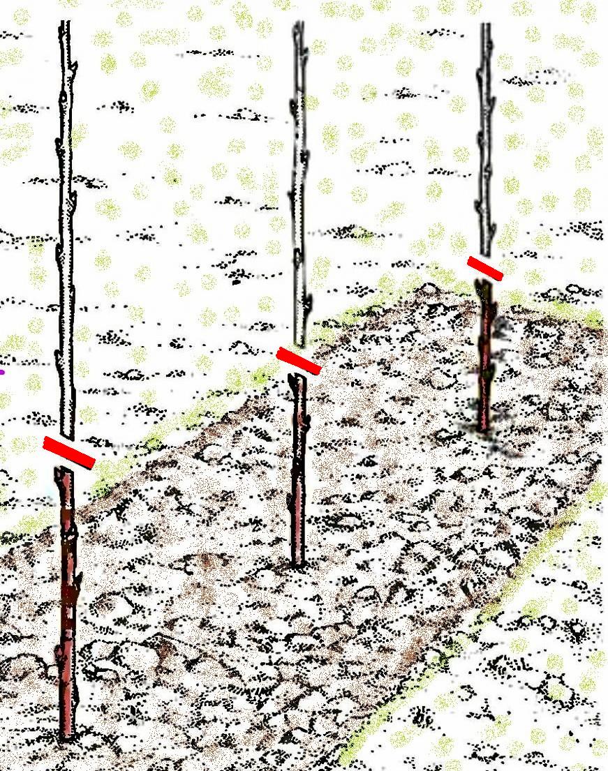 Расстояние между кустами малины. Траншейный метод посадки малины. Схема посадки ремонтантной малины весной. Схема посадки ремонтантной малины осенью. Схема посадки ремонтантной малины в открытом грунте.