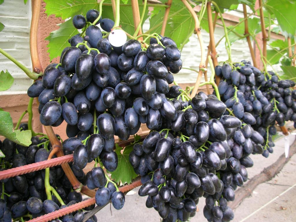 Прививка винограда весной черным в черное
