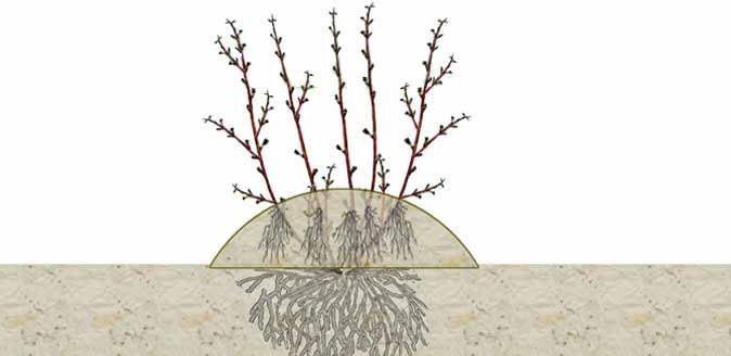Схематическое изображение разрастания корневой системы куста смородины