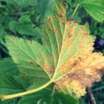 Бокальчатая ржавчина на листе смородины