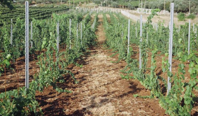 Схема посадки винограда