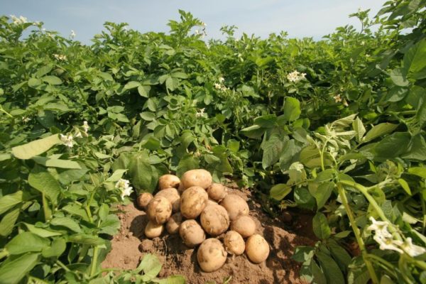 картофельные посадки