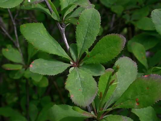 Листья барбариса