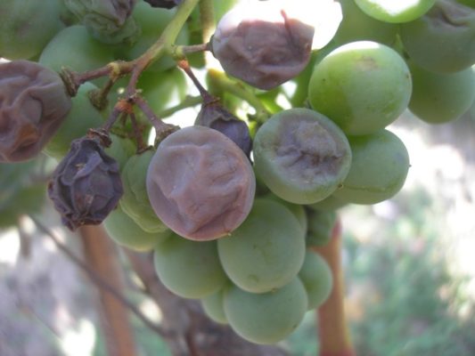 Ягоды винограда, поражённые ложной мучнистой росой
