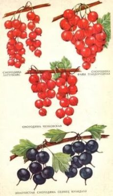 Сорта устойчивой смородины Чулковская и Файя плодородная