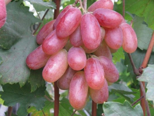 Плоды винограда Преображение