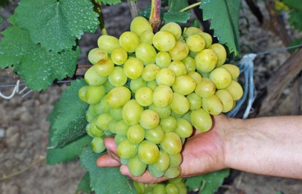 Гроздь винограда Галахад