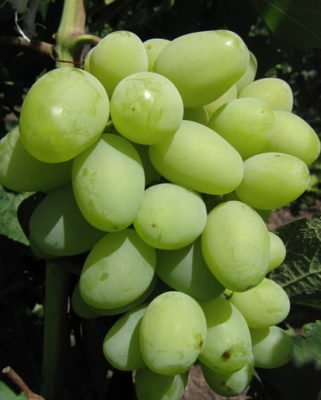 Ягоды винограда Галахад
