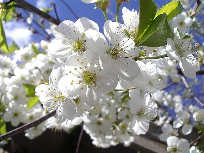 Цветение вишни: описание цветущей вишни. В каком месяце она зацветает в Москве и других городах России
