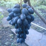 Виноград Осенний чёрный