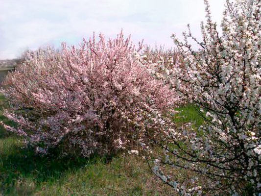 Цветение войлочной вишни