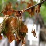 Листья вишни, поражённые монилиозом