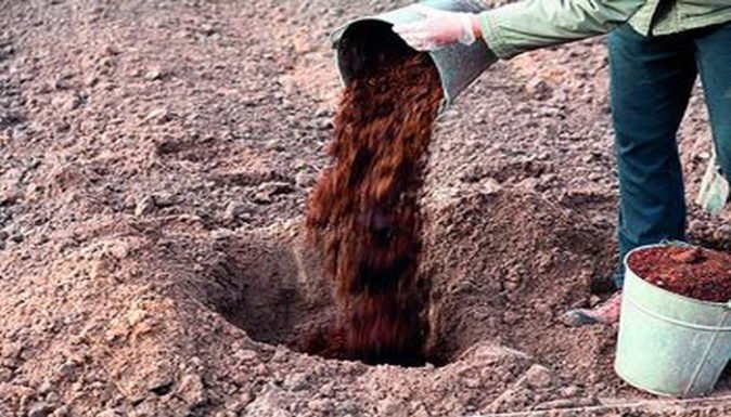 Засыпка компоста в посадочную яму