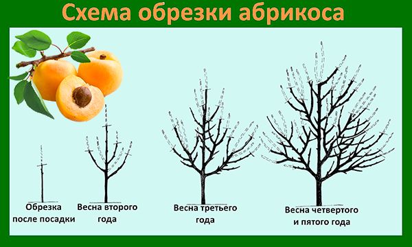Схема обрезки абрикоса