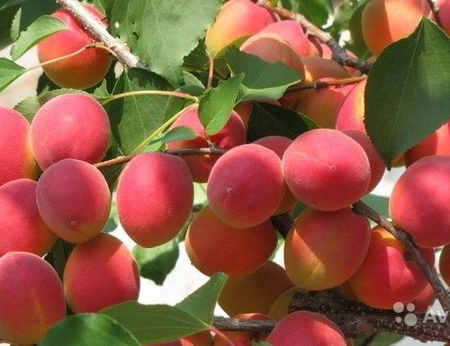 Плоды абрикоса Саратовский рубин