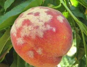 Ягода абрикоса, поражённая клястероспориозом
