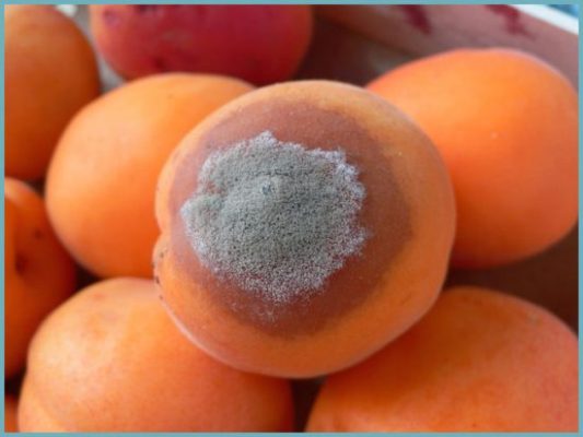Ягода абрикоса, поражённая монилиозом
