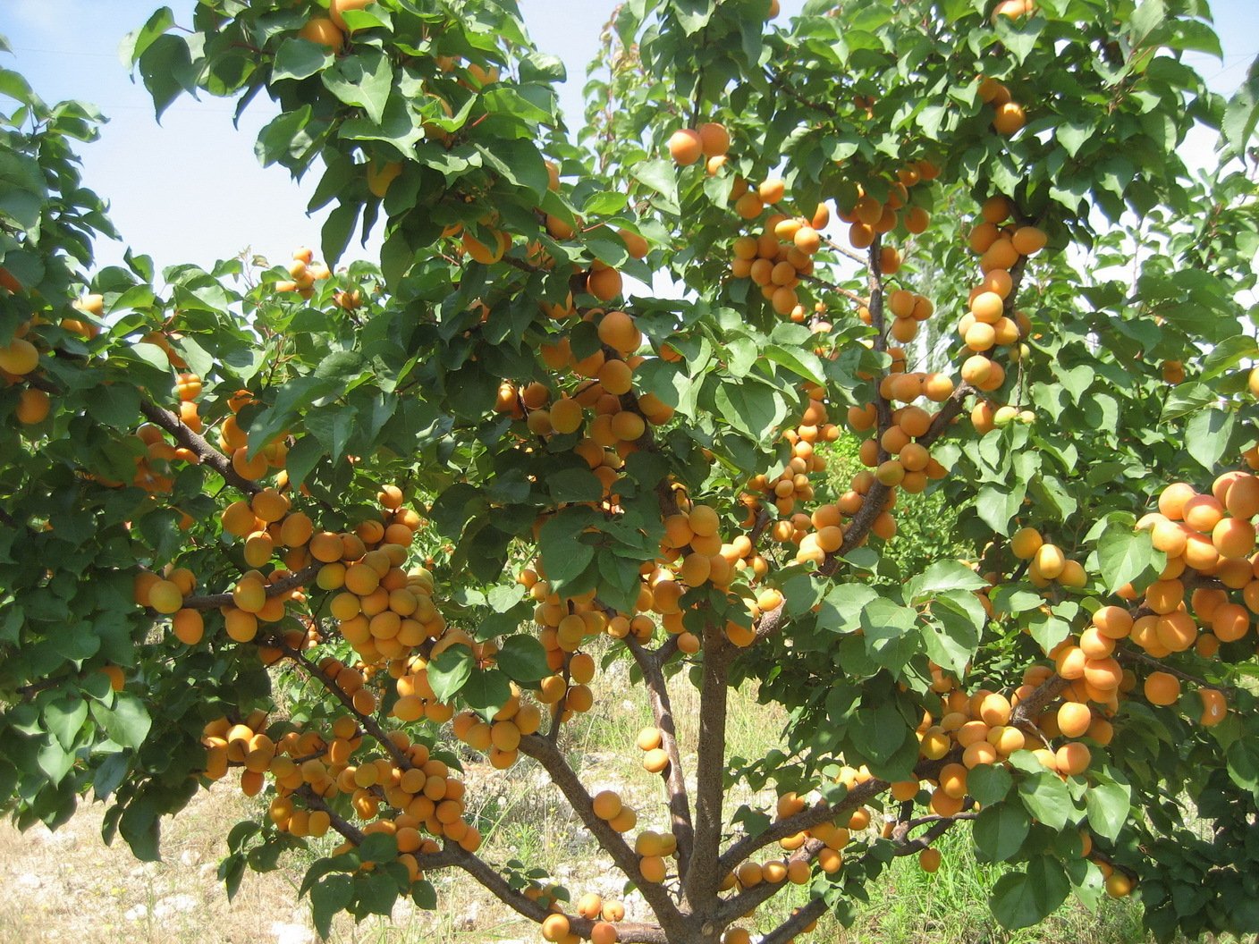 Абрикос Ананасный дерево