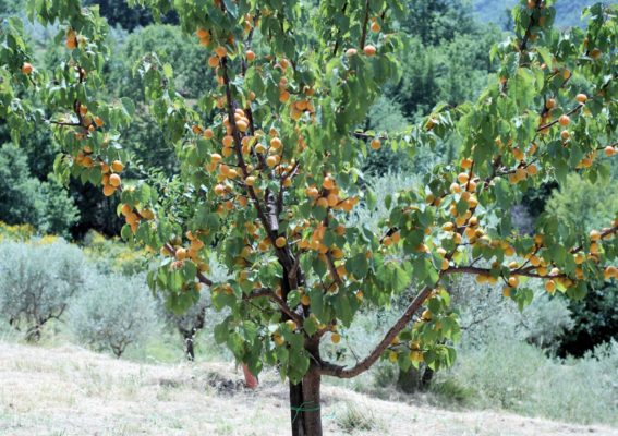 Дерево абрикоса с созревающими плодами