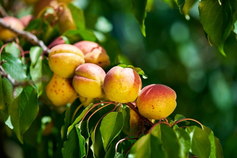 Сорта абрикоса для Средней полосы России, в том числе зимостойкие,самоплодные и низкорослые виды