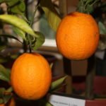 Апельсин Мерлин