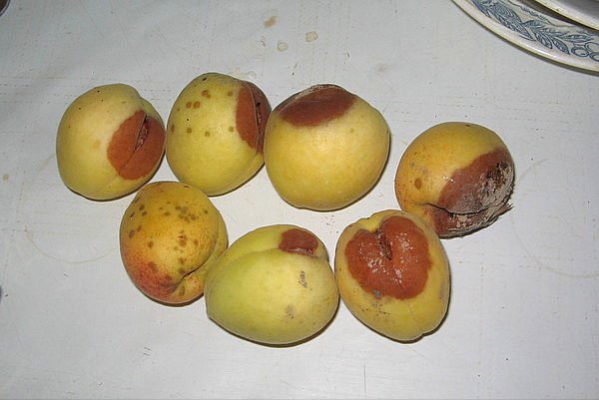 Ягоды абрикоса, поражённые монилиозом