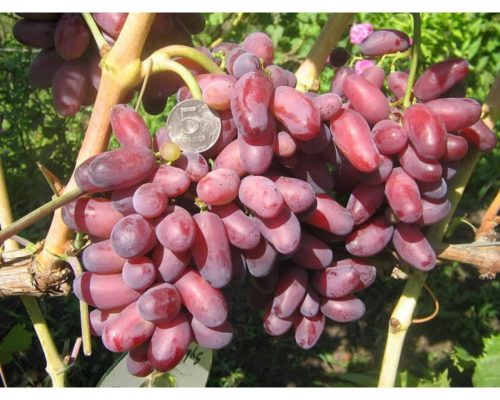 Лучшие изюмные сорта винограда: посадка и уход