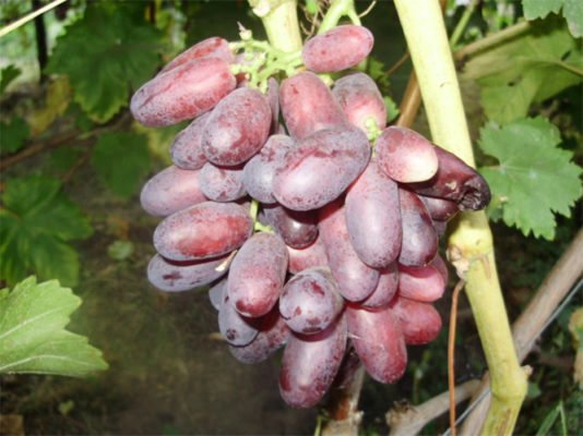 Виноград Изюминка