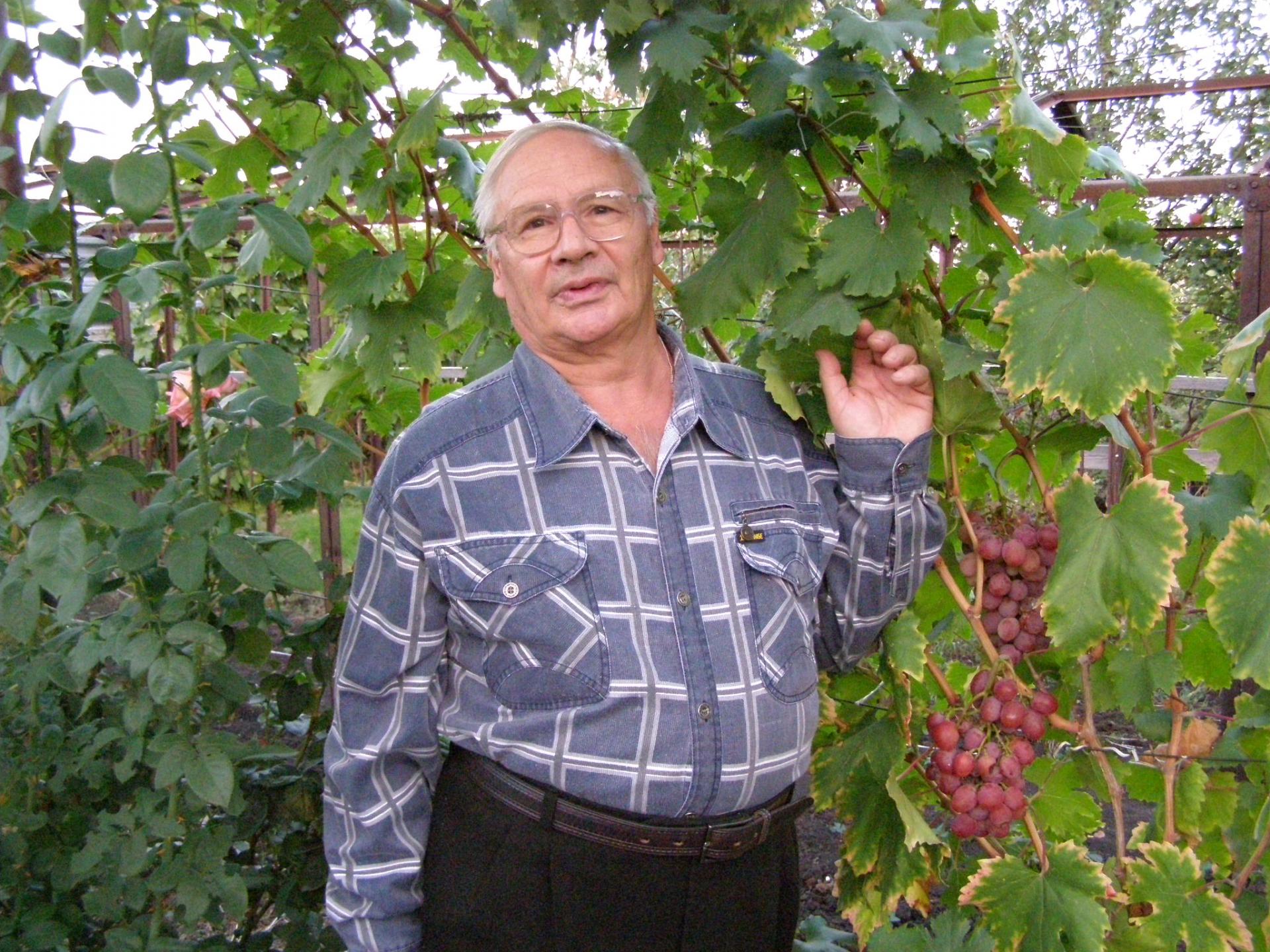Виноград Зарница: описание сорта с характеристикой и отзывами, особенностипосадки и выращивания, фото