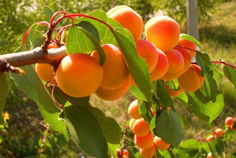 Описание абрикоса сорта Солнечный характеристики урожайности и особенности выращивания