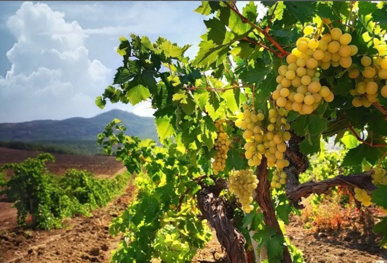 Сорта винограда с описанием, характеристикой и отзывами, в том численеприхотливые, а также лучшие для разных областей и регионов