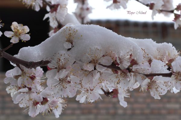 Цветы абрикоса под снегом