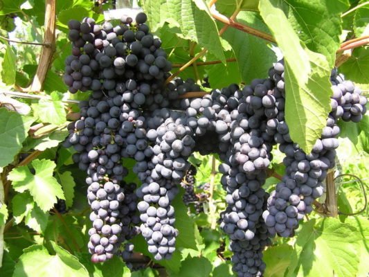 Сорт винограда Память Домбковской