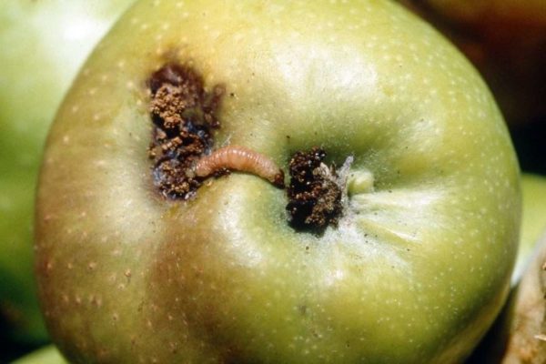 Яблоневая моль на груше