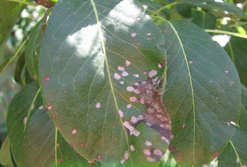 Пупырышки на листьях груши фото лечение
