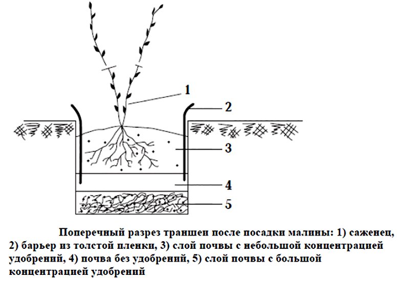 Схема посадки малины ремонтантной ряды кустов