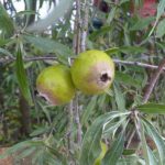 Плоды иволистной груши